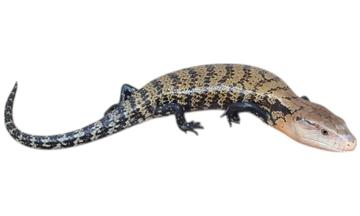 Blåtunget skink (Tiliqua gigas Ceram) Ungdyr